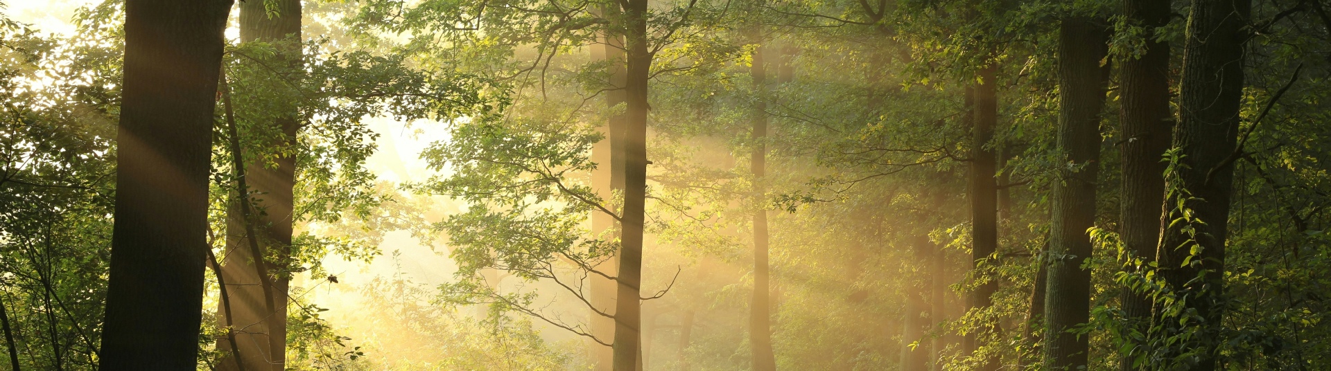 Contact Us header image of a forest scene